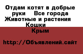 Отдам котят в добрые руки. - Все города Животные и растения » Кошки   . Крым